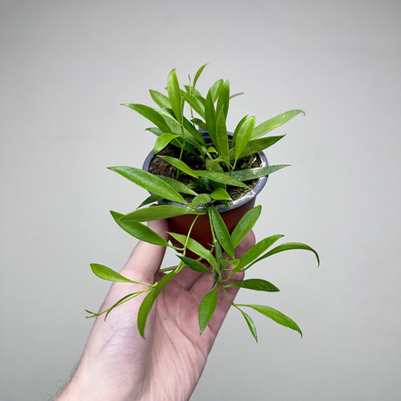 Hoya Tsangii Hoja P9