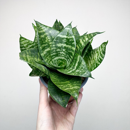 Sansewieria gwinejska Green Hahnii Sansevieria trifasciata P12