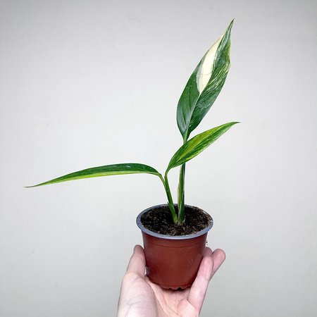 Epipremnum amplissimum Variegata P9