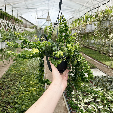 Aeschynanthus Rasta Eszynanthus P15 wisząca