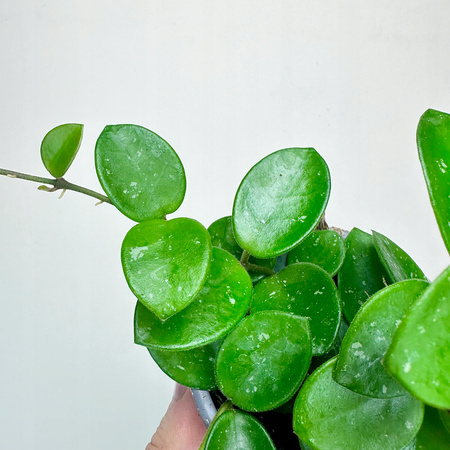 Hoya Mathilde Hoja P9