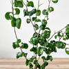Ficus Benjamina Barok Figowiec Fikus P9