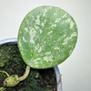 Hoya Obovata Splash Hoja