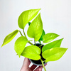Epipremnum Golden Pothos Neon P9