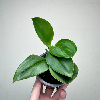 Scindapsus Treubii Moonlight P9