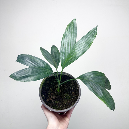 Chamaedorea Metallica Chamedora Palma P17