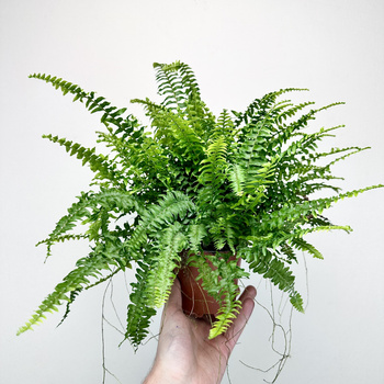 Paproć Boston Blue Bell Nephrolepis Exaltata P12