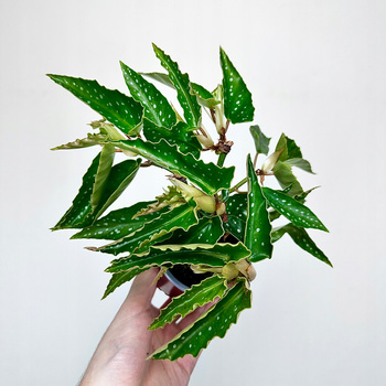 Begonia maculata Tamaya Begonia koralowa P9