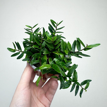 Ficus punctata Panama Fikus