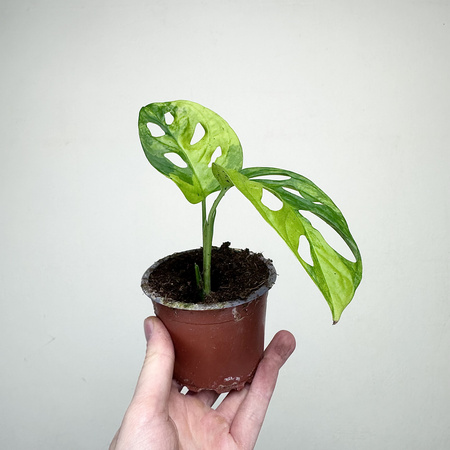 Monstera Adansonii Aurea Variegata P9