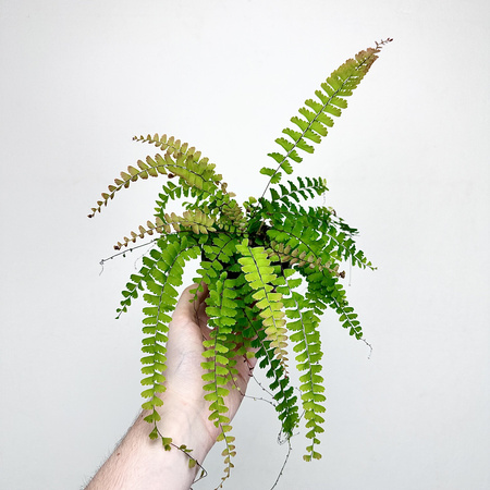 Adiantum Caudatum Paproć