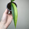 Epipremnum amplissimum Variegata P9