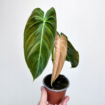 Philodendron Melanochrysum Filodendron P9