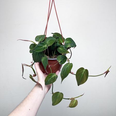 Philodendron Scandens Micans Filodendron P17 wisząca