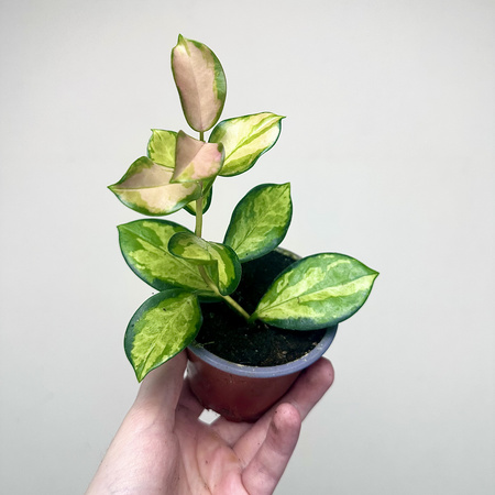 Hoya Australis Lisa Hoja P9