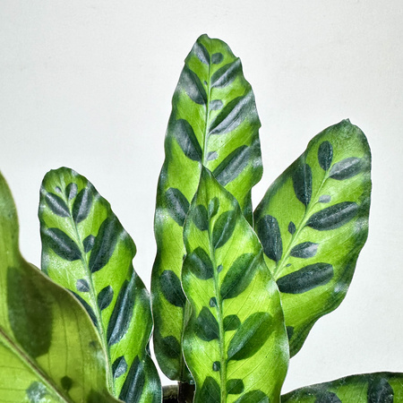 Calathea lancifolia Kalatea lancetolistna P9