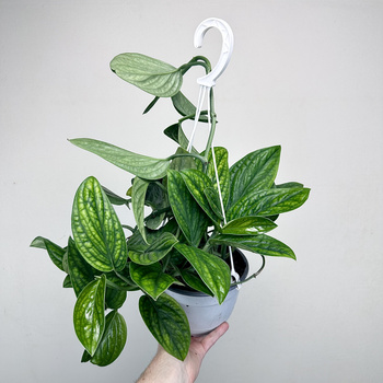 Monstera Karstenianum Epipremnum Marble Planet P17 wisząca