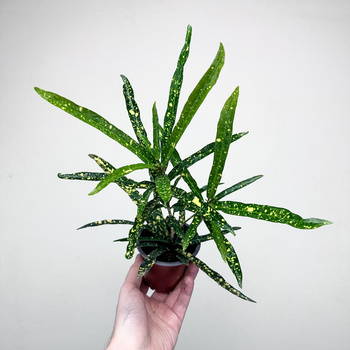 Kroton Gold Star Codiaeum P9