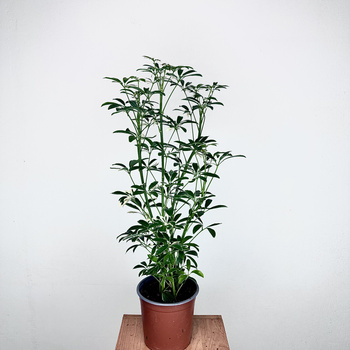 Schefflera Moondrop Szeflera P17
