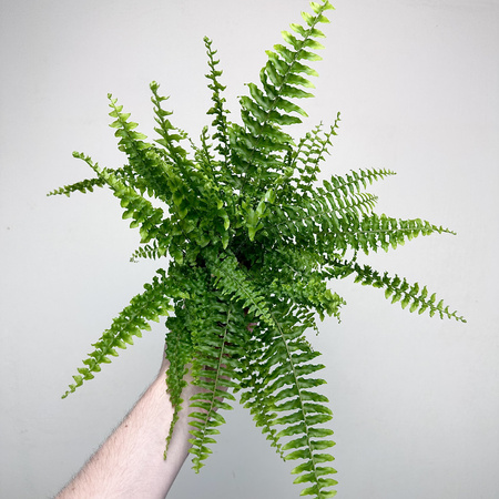 Paproć Królewska Nephrolepis P9