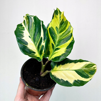 Calathea Electric Shock Kalatea