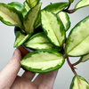 Hoya carnosa Tricolor Hoja P9
