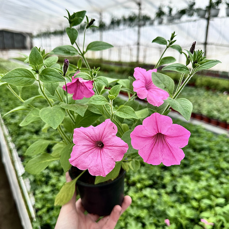 Supertunia Vista Bubblegum