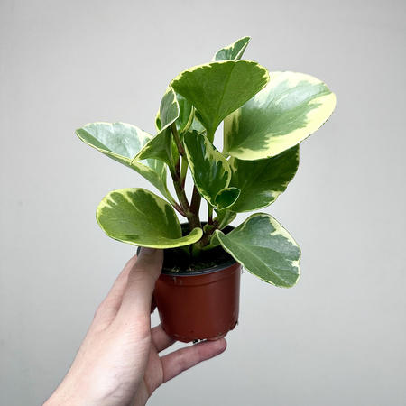Peperomia obtusifolia Variegata P9