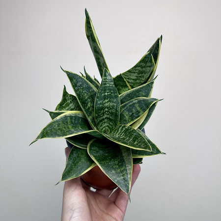Sansewieria gwinejska Golden Hahnii Sansevieria trifasciata P12