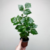 Cissus Rombolistny P9