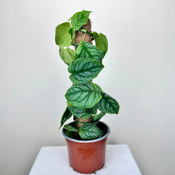 Monstera Dubia na paliku