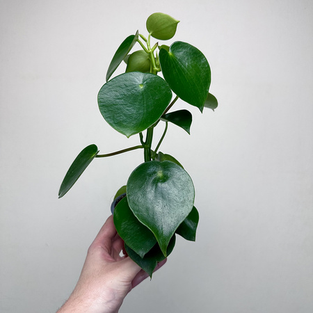 Peperomia polybotrya Raindrop P9