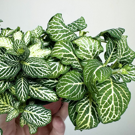 Fittonia Fitonia biało-zielona
