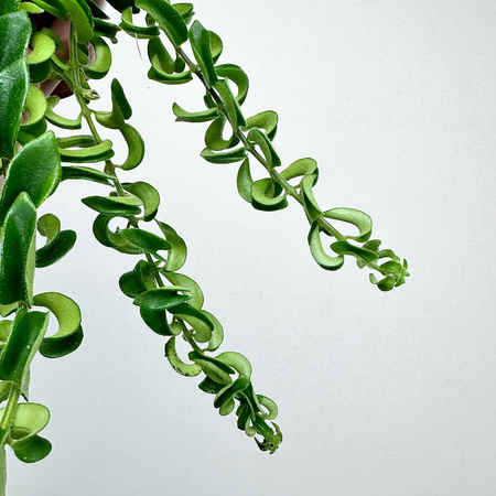 Aeschynanthus Twister Eszynanthus P9