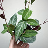 Parthenocissus Amazonica Jungle Vine Cissus P9