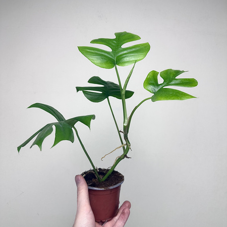 Monstera Minima Rhaphidophora tetrasperma P9