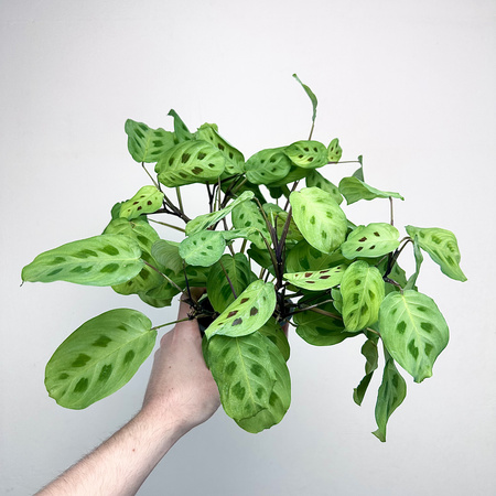 Maranta Leuconeura Kerchoveana P12