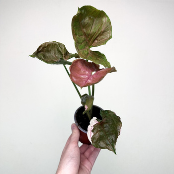 Syngonium Strawberry Ice P9