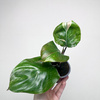 Philodendron White Knight Filodendron P9
