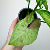 Syngonium Confetti Zroślicha P9