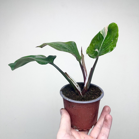 Philodendron White Knight Filodendron P9