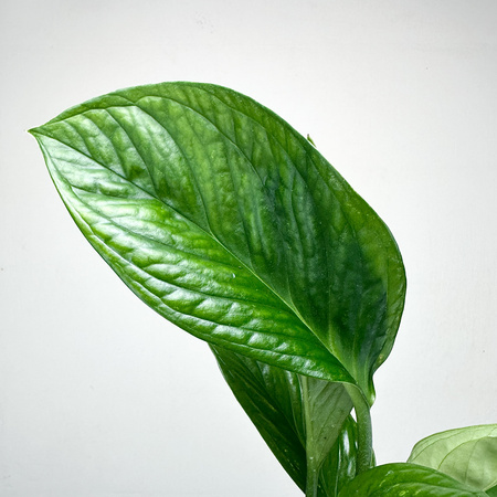 Monstera pinnatipartita P9