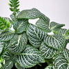 Fittonia verschaffeltii Bianco Verde Fitonia P9
