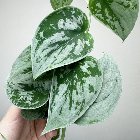 Scindapsus pictus Silver Ann Scindapsus pstry P9