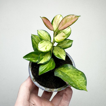 Hoya Australis Lisa Hoja P9
