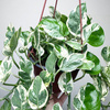 Epipremnum Pearls and Jade | White Panther P17 wisząca
