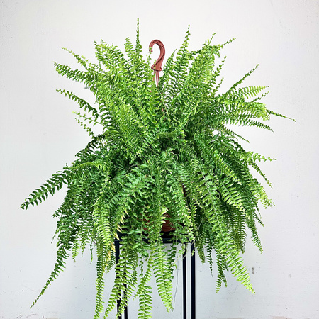 Paproć Boston Nephrolepis P22 wisząca