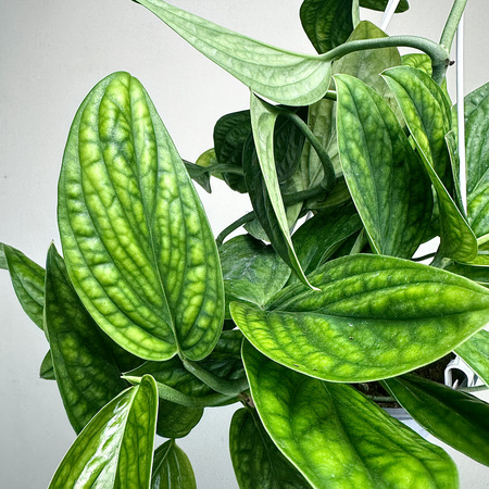 Monstera Karstenianum Epipremnum Marble Planet P17 wisząca