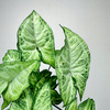 Syngonium White Butterfly P9