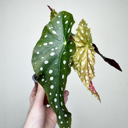 Begonia maculata Wightii Begonia koralowa P9